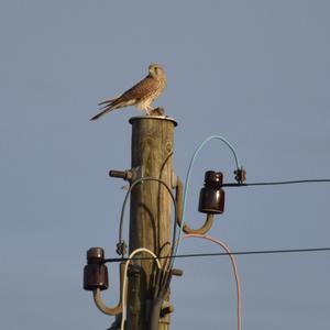 Common Kestrel