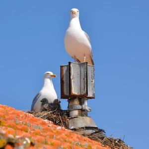 Herring Gull