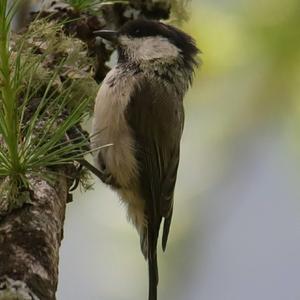 Coal Tit