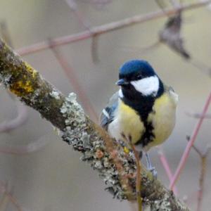 Great Tit