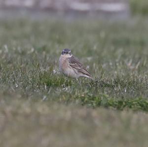 Water Pipit