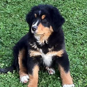 Bernese Mountain Dog