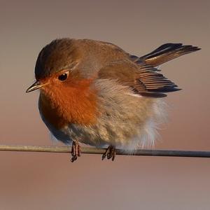 European Robin