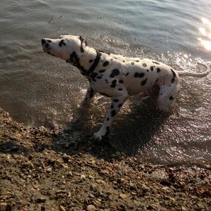 Unknown Breed