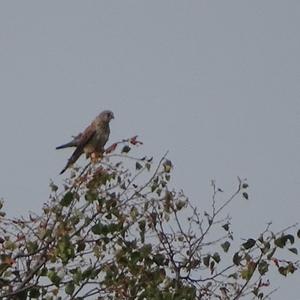 Common Kestrel