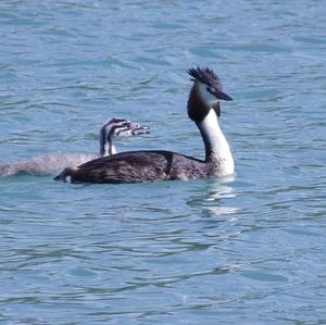 Great Crested Grebe