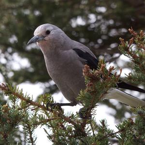 Clark's Nutcracker