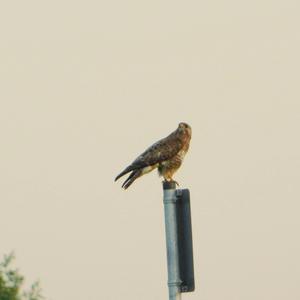 Common Buzzard