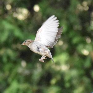 House Sparrow