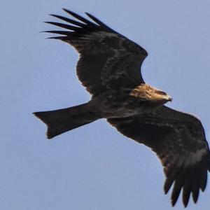 Black Kite