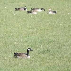 Canada Goose