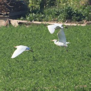 Cattle Egret