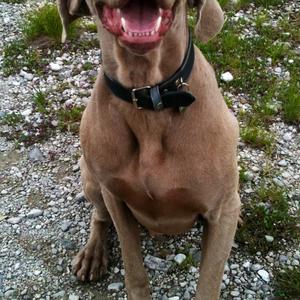 Weimaraner