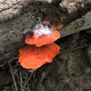 Cinnabar-red Polypore