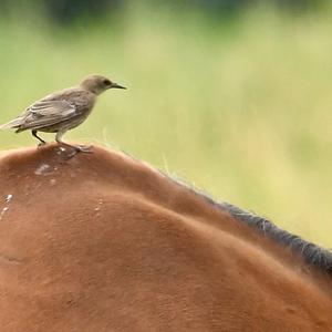 Common Starling