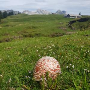 Fly Agaric