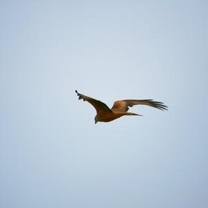 Black Kite