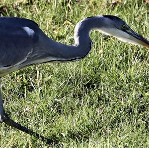 Grey Heron