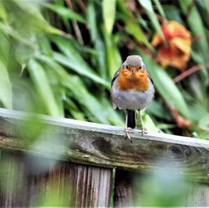 European Robin