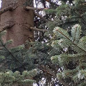 Eurasian Red Squirrel