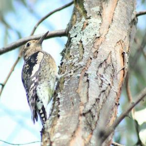 Yellow-bellied Sapsucker