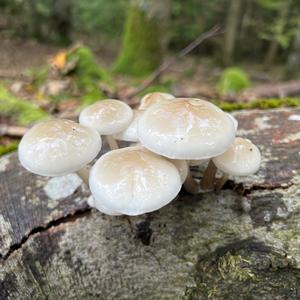 Porcelain Fungus