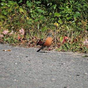 American Robin