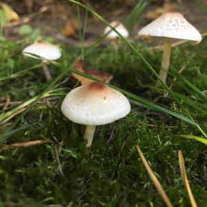 Malodorous Lepiota