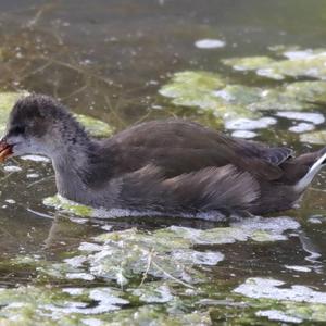 Common Moorhen