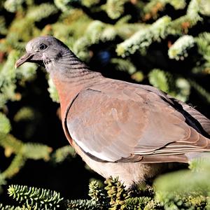 Common Wood-pigeon