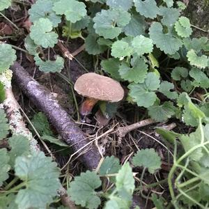 Red-cracked Bolete