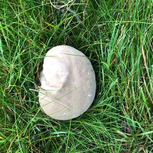 Mosaic Puffball