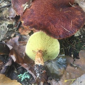 Hollow-stalked Larch Suillus