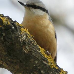 Wood Nuthatch