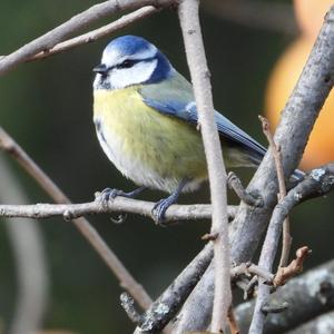 Blue Tit