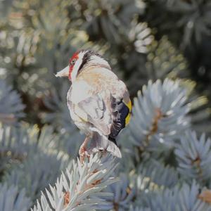 European Goldfinch