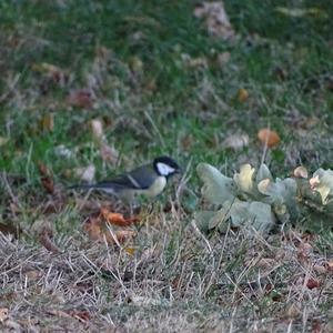 Great Tit