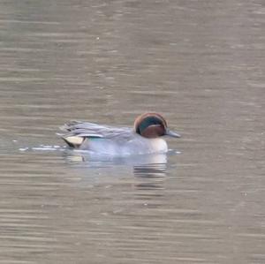 Common Teal