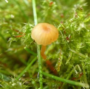 Orange Moss Agaric