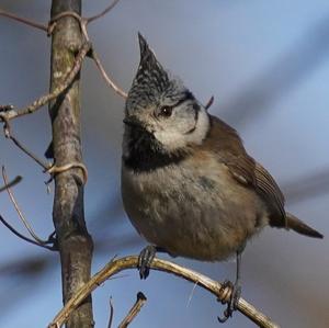 Crested Tit