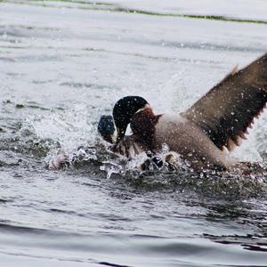 Mallard