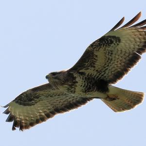 Common Buzzard