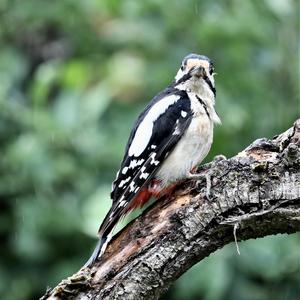 Great Spotted Woodpecker