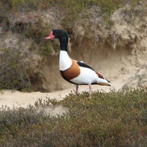 Common Shelduck