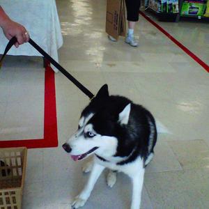 Siberian Husky