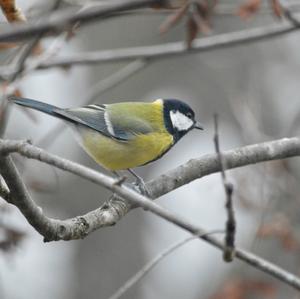 Great Tit