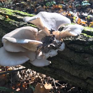 Oyster Mushroom