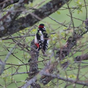 Great Spotted Woodpecker