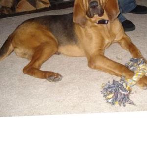 Bloodhound