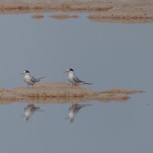 Little Tern